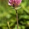 Trèfle Alpestre ( Trifolium alpestre - FAR1)