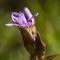 Gentiane Champêtre ( Gentiana campestris - FAR5)