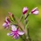 Epilobe de Fleischer ( Epilobium fleischeri - FAR3 )