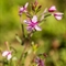 Epilobe de Fleischer ( Epilobium fleischeri - FAR4 )