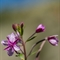 Epilobe de Fleischer ( Epilobium fleischeri - FAR5 )