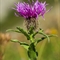 Centaurée Uniflore ( Centaurea uniflora - FAR5 )