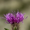 Centaurée Uniflore ( Centaurea uniflora - FAR6 )