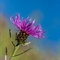 Centaurée à Feuilles Etroites ( Centaurea jacea subsp. timbalii - FAR1)