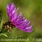 Centaurée Uniflore ( Centaurea uniflora - FAR7 )