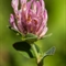 Trèfle Alpestre ( Trifolium alpestre - FAR2)