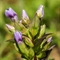 Gentiane Champêtre ( Gentiana campestris - FAR7)