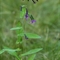 Prénanthe pourpre ( Prenanthes purpurea - FAR1 )