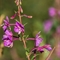 Epilobe à Feuilles Etroites ( Epilobium angustifolium - FAR1)