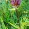 Gentiane Pourpre (Gentiana purpurea - FAR1 )