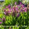 Trèfle des Alpes (Trifolium alpinum - FAR2 )