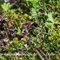 Epilobe à Feuilles de Basilic ( Epilobium alsinifolium - FAR4)