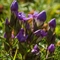 Gentiane Champêtre ( Gentiana campestris - FAR1)