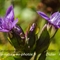 Gentiane Champêtre ( Gentiana campestris - FAR2)