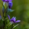 Gentiane Champêtre ( Gentiana campestris - FAR4)