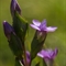 Gentiane Champêtre ( Gentiana campestris - FAR3)