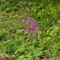 Epilobe à Feuilles Etroites ( Epilobium angustifolium - FAR5)