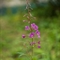 Epilobe à Feuilles Etroites ( Epilobium angustifolium - FAR2)