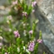 Callune commune ( Calluna vulgaris - FAR2)