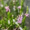 Callune commune ( Calluna vulgaris - FAR5)