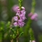 Callune commune ( Calluna vulgaris - FAR4)