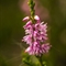 Callune commune ( Calluna vulgaris - FAR1)