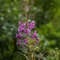 Epilobe à Feuilles Etroites ( Epilobium angustifolium - FAR3)