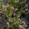 Callune commune ( Calluna vulgaris - FAR6)