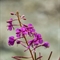 Epilobe à Feuilles Etroites ( Epilobium angustifolium - FAR4)