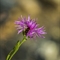 Centaurée Uniflore ( Centaurea uniflora - FAR1 )