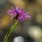 Centaurée Uniflore ( Centaurea uniflora - FAR2 )
