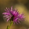 Centaurée Uniflore ( Centaurea uniflora - FAR3 )