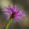 Centaurée Uniflore ( Centaurea uniflora - FAR4 )