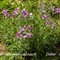 Epilobe de Fleischer ( Epilobium fleischeri - FAR1 )