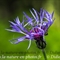 Centaurée de Montagne ( Cyanus montanus - FABL2)
