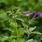 Géranium des Bois ( Geranium sylvaticum - FABL4 )