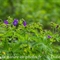 Géranium des Bois ( Geranium sylvaticum - FABL3 )