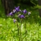 Ancolie des Alpes ( Aquilegia alpina - FABL4)