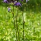 Ancolie des Alpes ( Aquilegia alpina - FABL2 )