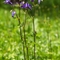 Ancolie des Alpes ( Aquilegia alpina - FABL2 )