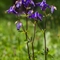 Ancolie des Alpes ( Aquilegia alpina - FABL3 )