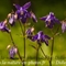 Ancolie des Alpes ( Aquilegia alpina - FABL1 )