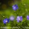 Lin des Alpes (Linum alpinum - FABL2 )