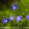 Lin des Alpes (Linum alpinum - FABL2 )