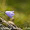 Campanule des Alpes ( Campanula alpestris - FABL1)