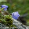 Campanule des Alpes ( Campanula alpestris - FABL2)