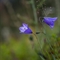 Campanule à feuilles rondes ( Campanula rotundifolia - FABL1 )