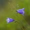 Campanule à feuilles rondes ( Campanula rotundifolia - FABL2 )