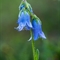 Campanule barbue ( Campanula barbata - FABL6 )