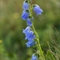 Campanule barbue ( Campanula barbata - FABL7 )